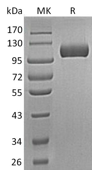 BL-0507NP: Greater than 95% as determined by reducing SDS-PAGE. (QC verified)Recombinant Human SEMA5A Protein (C-6His)