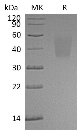 BL-0509NP: Greater than 95% as determined by reducing SDS-PAGE. (QC verified)Recombinant Human TRAIL R3 Protein (C-6His)