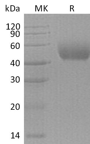 BL-0500NP: Greater than 95% as determined by reducing SDS-PAGE. (QC verified)Recombinant Human Nectin-1 Protein (C-6His)
