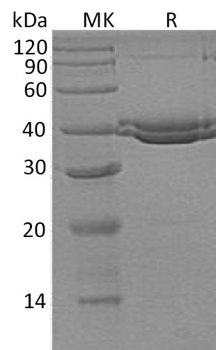 BL-1347NP: Greater than 95% as determined by reducing SDS-PAGE. (QC verified)Recombinant Human SUMF1 Protein (C-6His)