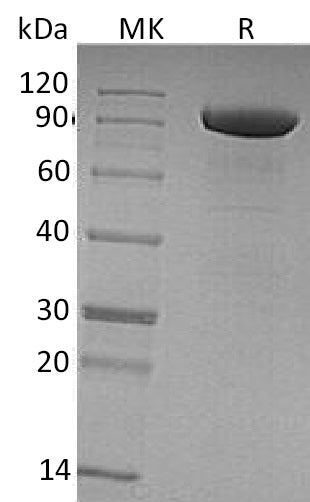 BL-0508NP: Greater than 95% as determined by reducing SDS-PAGE. (QC verified)Recombinant Human Tie-1 Protein (C-6His)