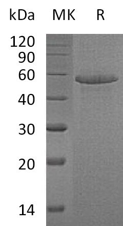 BL-0648NP: Greater than 90% as determined by reducing SDS-PAGE. (QC verified)Recombinant Human Calmegin Protein (C-6His)