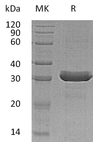 BL-0651NP: Greater than 95% as determined by reducing SDS-PAGE. (QC verified)Recombinant Human HDGFRP3 Protein (C-6His)