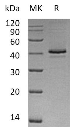 BL-0649NP: Greater than 90% as determined by reducing SDS-PAGE. (QC verified)