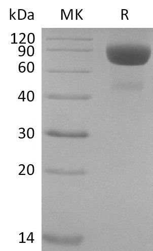 BL-2099NP: Greater than 95% as determined by reducing SDS-PAGE. (QC verified)Recombinant Cynomolgus IL-4RA Protein (C-Fc)