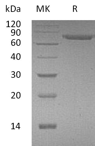 BL-0654NP: Greater than 95% as determined by reducing SDS-PAGE. (QC verified)Recombinant Human CD316 Protein (C-6His)