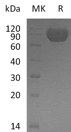 BL-0636NP: Greater than 95% as determined by reducing SDS-PAGE. (QC verified)Recombinant Human MAG Protein (C-6His)