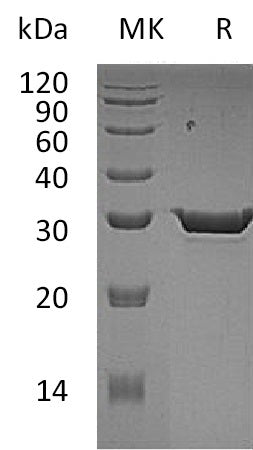 BL-1388NP: Greater than 95% as determined by reducing SDS-PAGE. (QC verified)Recombinant Human HPGD Protein (C-6His)