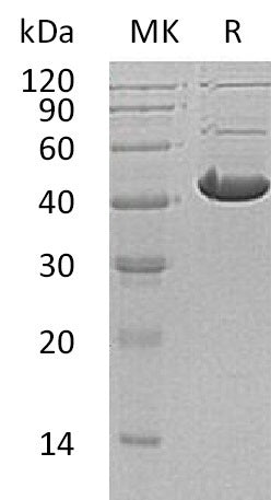 BL-0633NP: Greater than 95% as determined by reducing SDS-PAGE. (QC verified)Recombinant Human ADH7 Protein (C-6His)