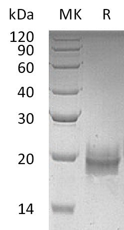 BL-0632NP: Greater than 95% as determined by reducing SDS-PAGE. (QC verified)Recombinant Human TFF2 Protein (C-6His)