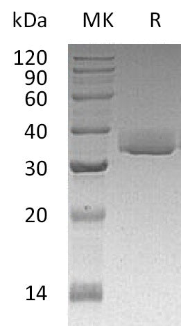BL-1235NP: Greater than 95% as determined by reducing SDS-PAGE. (QC verified)Recombinant Human LGALS3 Protein (C-6His)