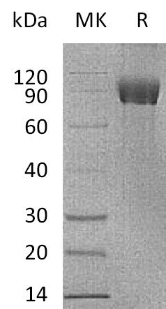 BL-0213NP: Greater than 95% as determined by reducing SDS-PAGE. (QC verified)Recombinant Human IL-1RAPL1 Protein (C-Fc)