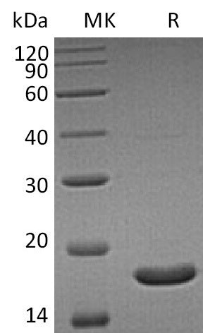 BL-1390NP: Greater than 95% as determined by reducing SDS-PAGE. (QC verified)Recombinant Human UBE2B Protein (C-6His)