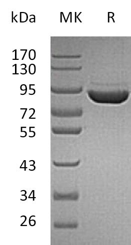 BL-1392NP: Greater than 95% as determined by reducing SDS-PAGE. (QC verified)Recombinant Human F13A Protein (C-6His)