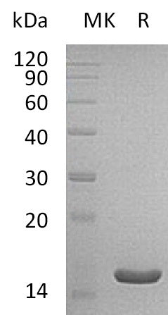 BL-0634NP: Greater than 95% as determined by reducing SDS-PAGE. (QC verified)Recombinant Human ACOT13 Protein (C-6His)