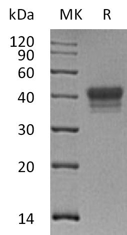 BL-0318NP: Greater than 95% as determined by reducing SDS-PAGE. (QC verified)Recombinant Human EphB1 Protein (C-6His)