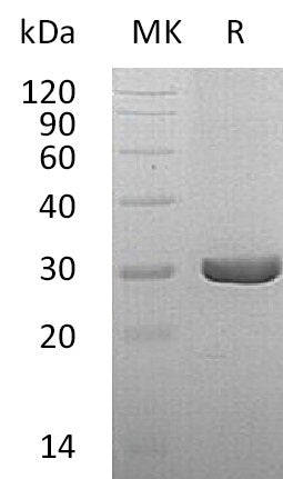 BL-0630NP: Greater than 95% as determined by reducing SDS-PAGE. (QC verified)Recombinant Human QDPR Protein (C-6His)