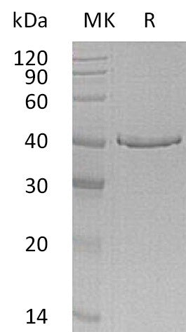 BL-1391NP: Greater than 95% as determined by reducing SDS-PAGE. (QC verified)