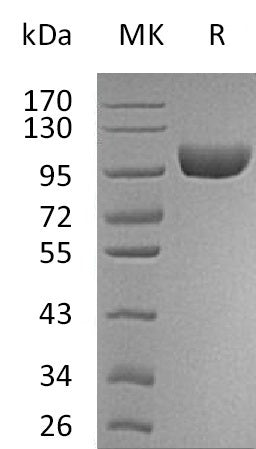 BL-2528NP: Greater than 95% as determined by reducing SDS-PAGE. (QC verified)Recombinant Human AOC3 Protein (C-6His)