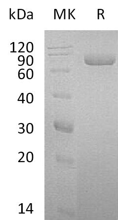 BL-2586NP: Greater than 95% as determined by reducing SDS-PAGE. (QC verified)