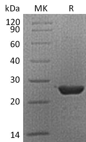 BL-0639NP: Greater than 95% as determined by reducing SDS-PAGE. (QC verified)Recombinant Human HMGB3 Protein (C-6His)