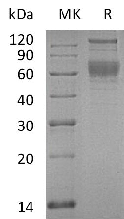BL-0643NP: Greater than 95% as determined by reducing SDS-PAGE. (QC verified)Recombinant Human Serpin A4 Protein (C-6His)