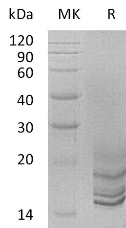 BL-0638NP: Greater than 95% as determined by reducing SDS-PAGE. (QC verified)Recombinant Human GNRH2 Protein (C-6His)
