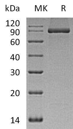 BL-0644NP: Greater than 95% as determined by reducing SDS-PAGE. (QC verified)Recombinant Human PACSIN2 Protein (C-6His)