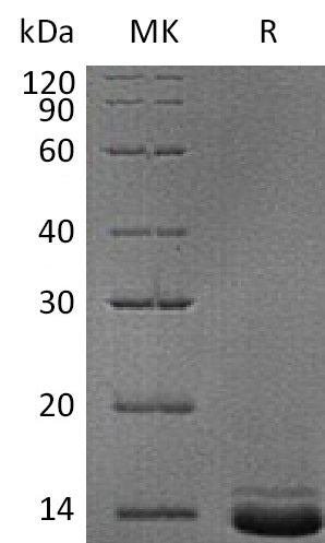 BL-0646NP: Greater than 95% as determined by reducing SDS-PAGE. (QC verified)Recombinant Human NPY Protein (C-6His)