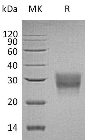 BL-0553NP: Greater than 95% as determined by reducing SDS-PAGE. (QC verified)Recombinant Human CD8B Protein (C-6His)