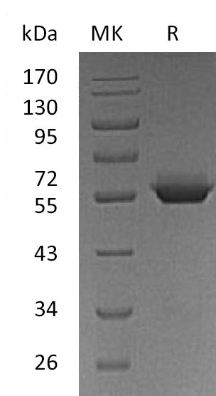 BL-0017NP: Greater than 95% as determined by reducing SDS-PAGE. (QC verified)