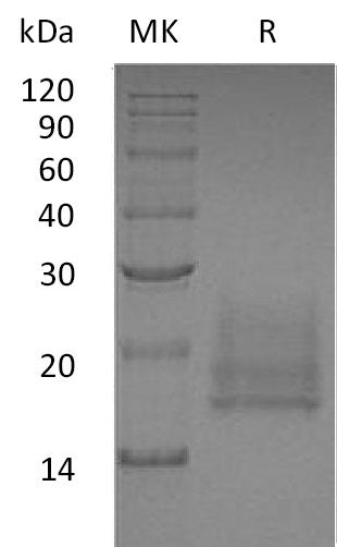 BL-0554NP: Greater than 95% as determined by reducing SDS-PAGE. (QC verified)Recombinant Human CEACAM8 Protein (C-6His)