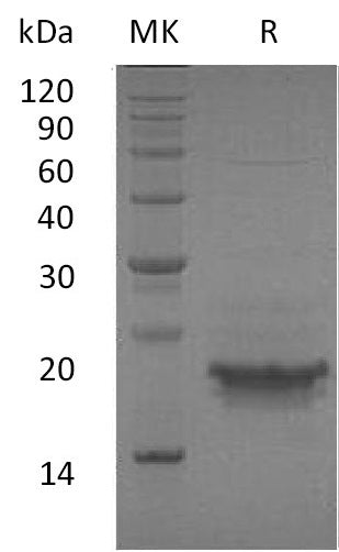 BL-0551NP: Greater than 95% as determined by reducing SDS-PAGE. (QC verified)Recombinant Human CD3E Protein (C-6His)