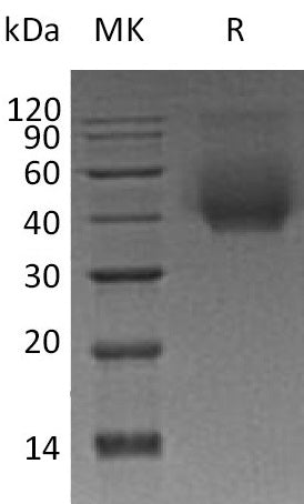 BL-0552NP: Greater than 95% as determined by reducing SDS-PAGE. (QC verified)Recombinant Human CD44 Protein (C-6His)