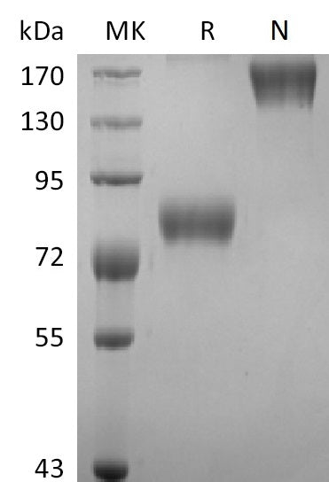 BL-0011NP: Greater than 95% as determined by reducing SDS-PAGE. (QC verified)