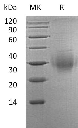 BL-1230NP: Greater than 95% as determined by reducing SDS-PAGE. (QC verified)