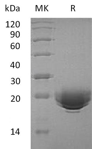 BL-0548NP: Greater than 95% as determined by reducing SDS-PAGE. (QC verified)Recombinant Human MOG Protein (C-6His)
