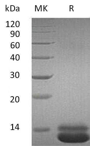 BL-0564NP: Greater than 95% as determined by reducing SDS-PAGE. (QC verified)