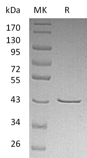 BL-0557NP: Greater than 95% as determined by reducing SDS-PAGE. (QC verified)Recombinant Human CHI3L2 Protein (C-6His)