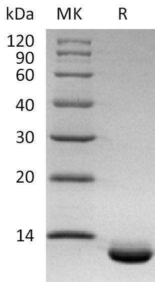BL-2134NP: Greater than 95% as determined by reducing SDS-PAGE. (QC verified)Recombinant Human CXCL6 Protein (C-6His)