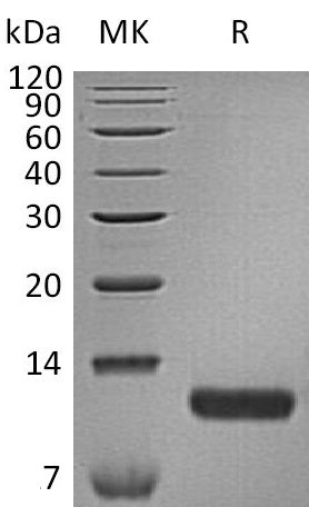 BL-0565NP: Greater than 95% as determined by reducing SDS-PAGE. (QC verified)Recombinant Human CCL17 Protein (C-6His)