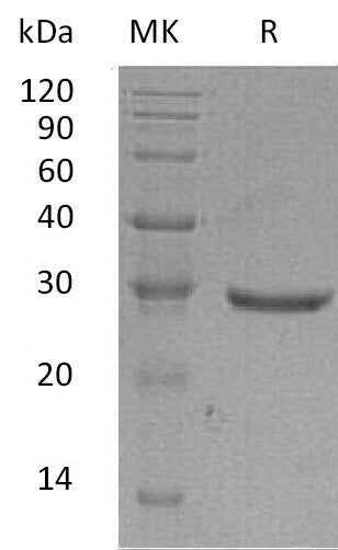 BL-0568NP: Greater than 95% as determined by reducing SDS-PAGE. (QC verified)Recombinant Human GLIPR1 Protein (C-6His)