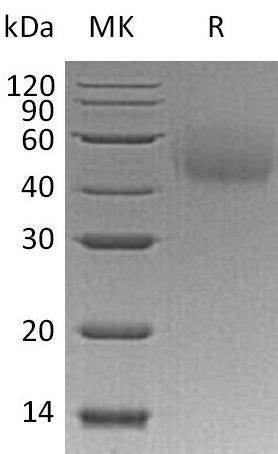 BL-0571NP: Greater than 95% as determined by reducing SDS-PAGE. (QC verified)Recombinant Human LYVE-1 Protein (C-6His)