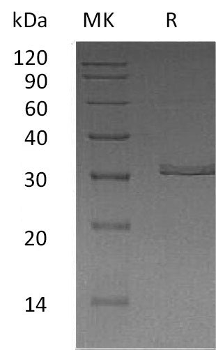 BL-1360NP: Greater than 95% as determined by reducing SDS-PAGE. (QC verified)Recombinant Human KLK2 Protein (C-6His)