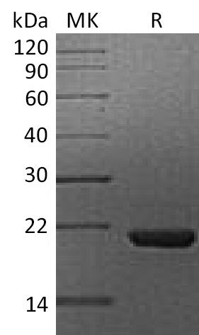 BL-2098NP: Greater than 95% as determined by reducing SDS-PAGE. (QC verified)Recombinant Human Cyclophilin B Protein (C-6His)