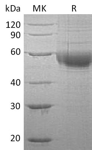 BL-2567NP: Greater than 90% as determined by reducing SDS-PAGE. (QC verified)