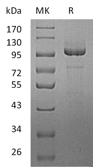 BL-0572NP: Greater than 95% as determined by reducing SDS-PAGE. (QC verified)Recombinant Human PCDH10 Protein (C-6His)