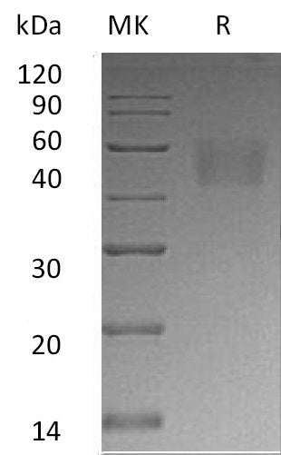 BL-0573NP: Greater than 95% as determined by reducing SDS-PAGE. (QC verified)