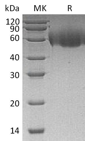 BL-1361NP: Greater than 95% as determined by reducing SDS-PAGE. (QC verified)