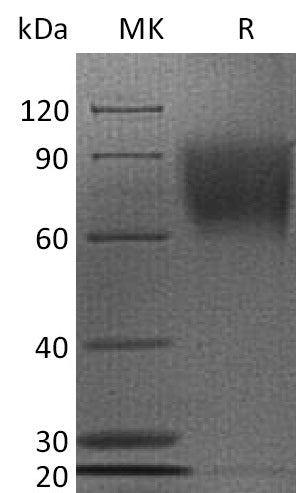 BL-2143NP: Greater than 95% as determined by reducing SDS-PAGE. (QC verified)
